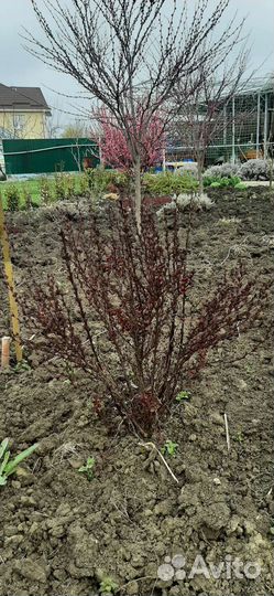 Барбарис тунберга