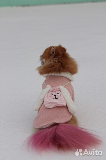 Одежда для собак мелких пород