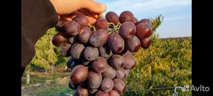 Саженцы и черенки винограда