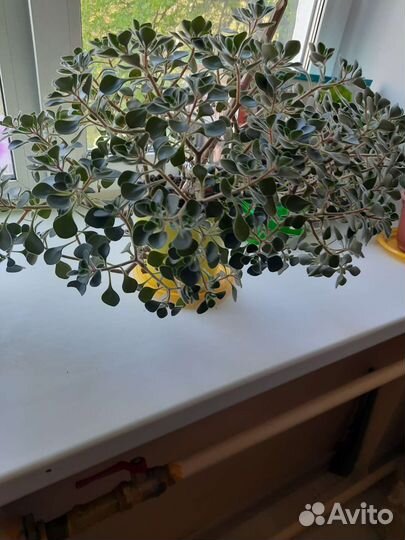 Аихризон дерево любви