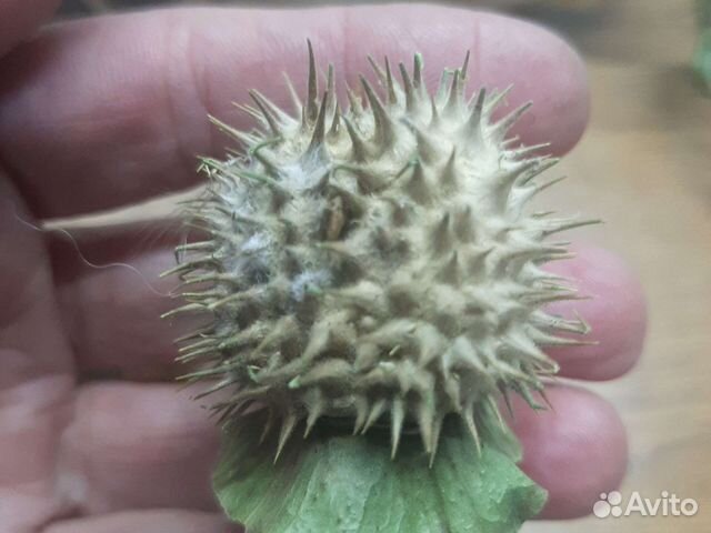 Стабилизированная гортензия