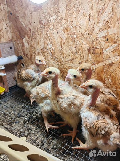 Цыплята