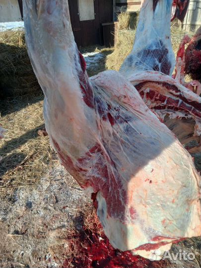 Мясо говядина