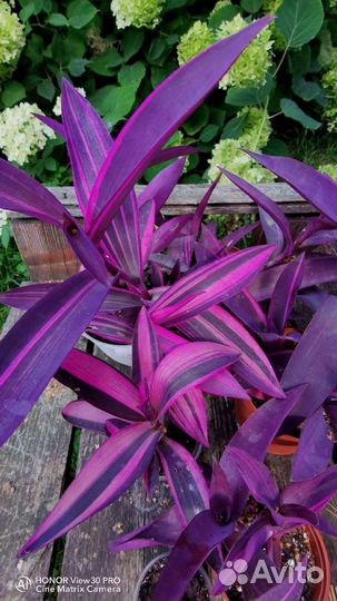 Сеткреазия вариегатная, Альбифлора