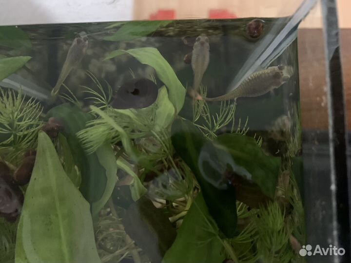 Рыбки гуппи