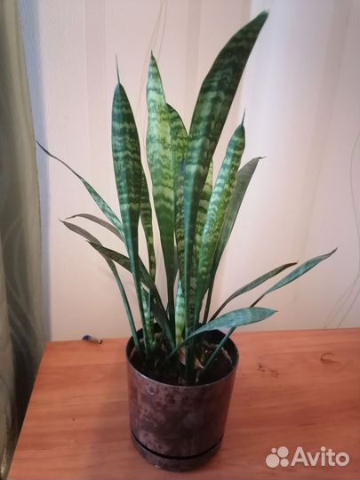 Продам цветы комнатные