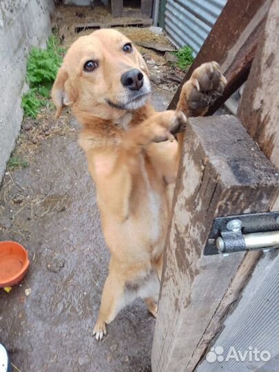 Собаки бесплатно в добрые руки