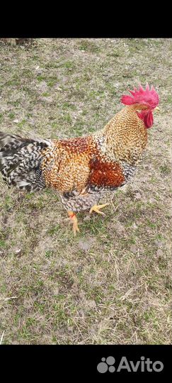 Ия породы Белефельдер. Пушкинские. Цыплята