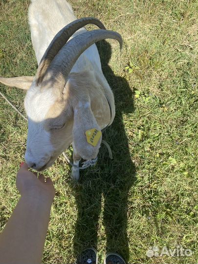 Коза и козлята