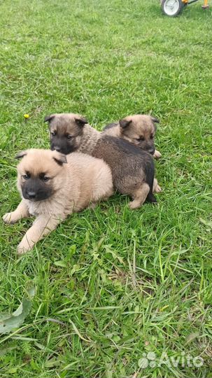 Собаки бесплатно в добрые руки
