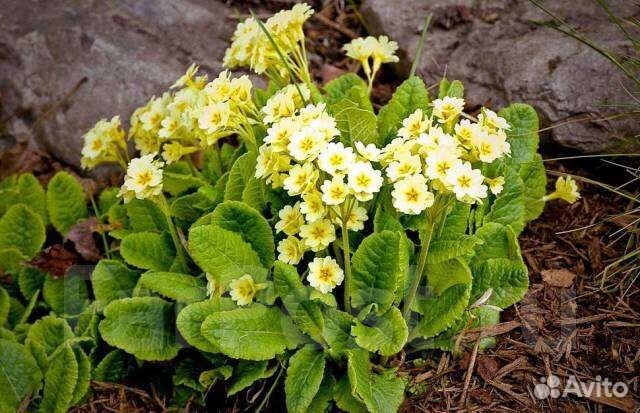 Примула многолетняя