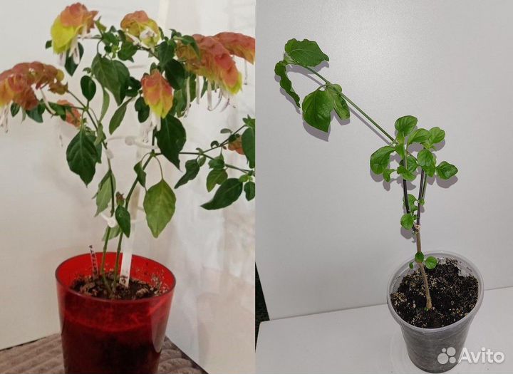 Beloperone, белопероне, растение