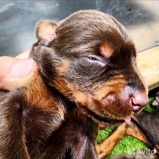 Открыта бронь на щенков добермана