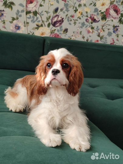 Кавалер Кинг Чарльз Спаниель