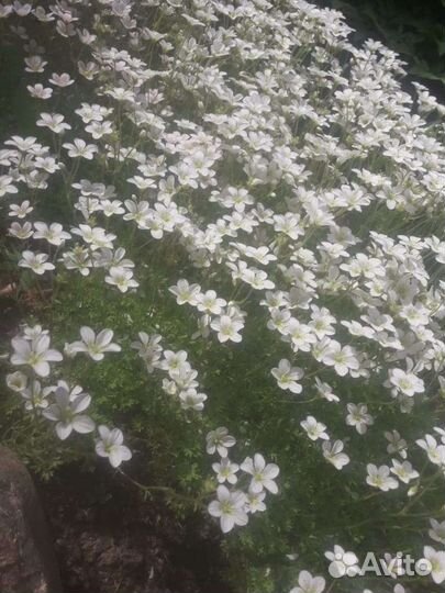 Камнеломка, птицемлечник, рябчик, бузульник, вербе