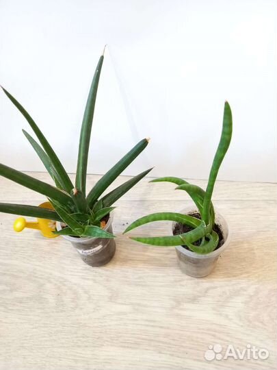 Эпифиллум Марниера, гибискус, Сансивиерии