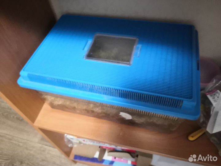 Улитка Ахатин