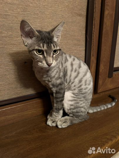 Нашли кота