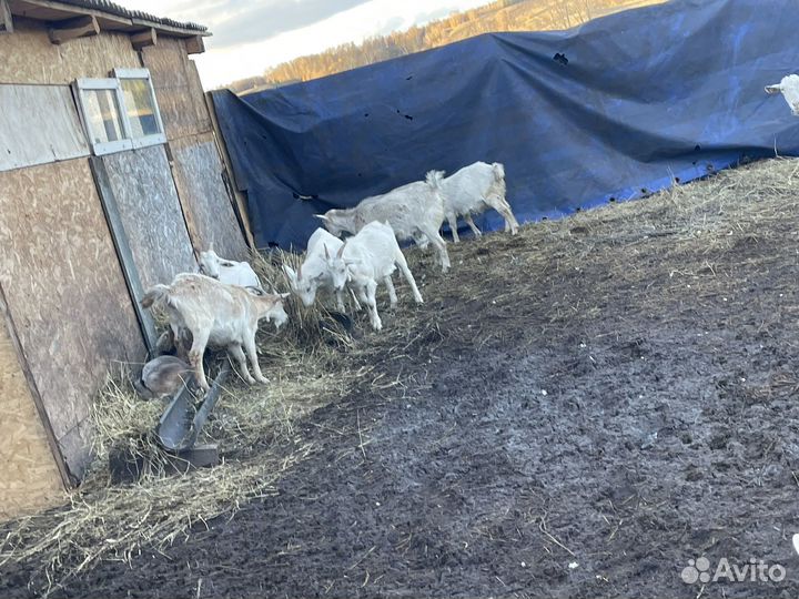 Дойные нубийские козы
