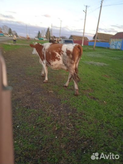 Корова хорошая дойная