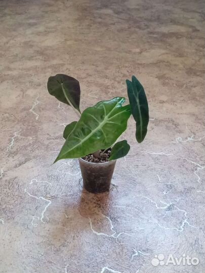 Алоказия,Сингониум,Спатифиллум,Сциндапсус,Циперус