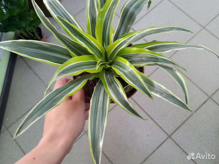 Юкка, драцена, антуриум