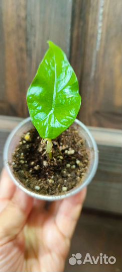 Алоказии детки