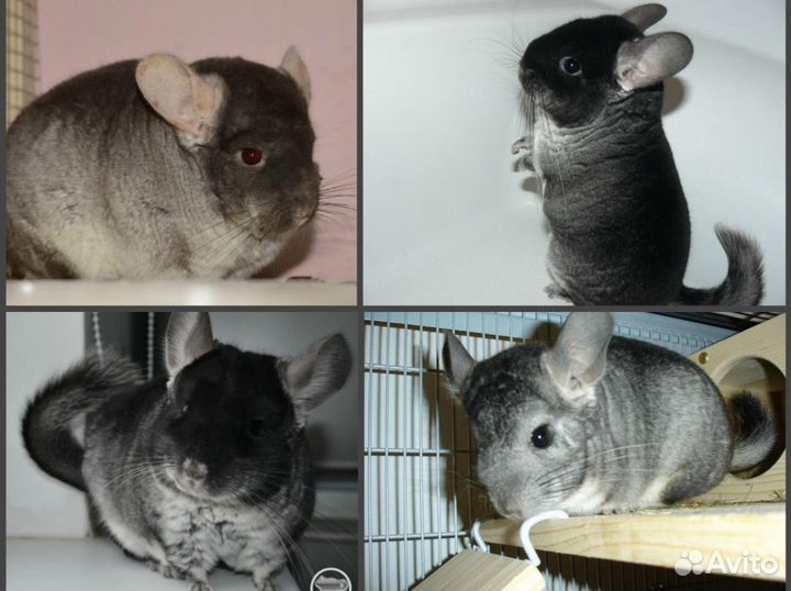 Продам Шиншилл