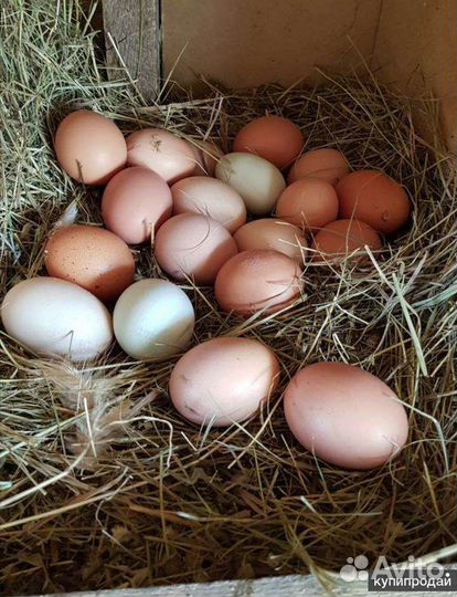 Домашние куриные яйца
