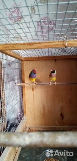 Амадины Гульда саратовская область г Красный кут