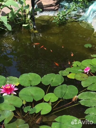 Водная лилия.Водные каллы.Сусак