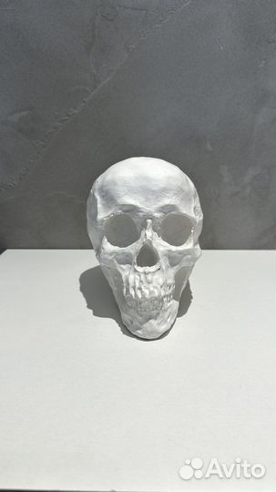Гипсовый череп