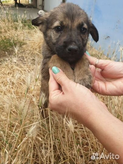 Собака щенок мальчик в добрые руки бесплатно