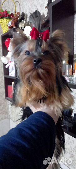 Йорк девочка мини РКФ