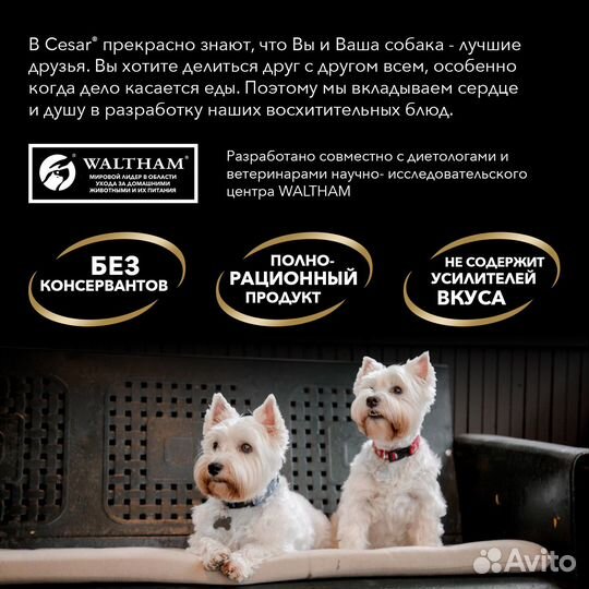 Cesar влажный корм для взрослых собак, с ягненком