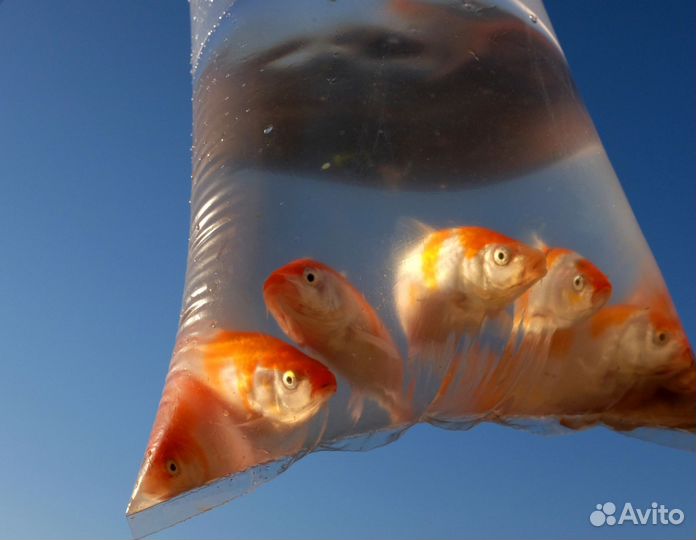 Рыба, кои для пруда