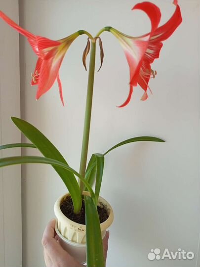 Амариллис Красный лев