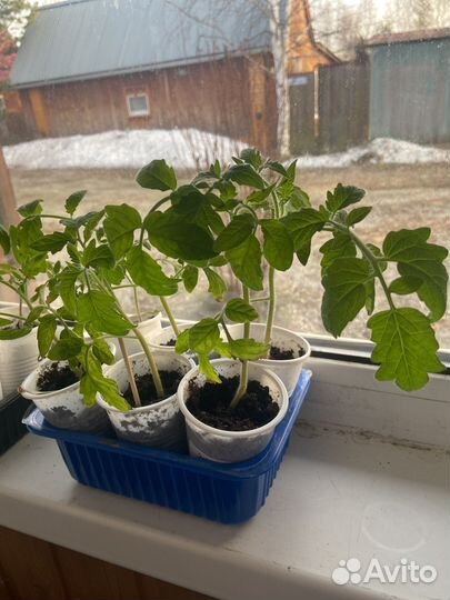 Рассада помидоров томатов
