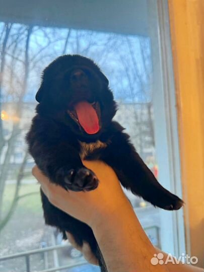 Щенки немецкой овчарки черные