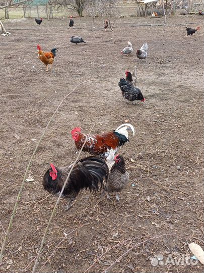 Яйцо, цыплята