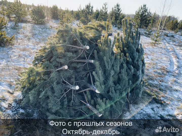 Сосна сентябрьская пушистая опт