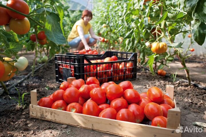 Вахта Москва Агрокомплекс Сбор урожая