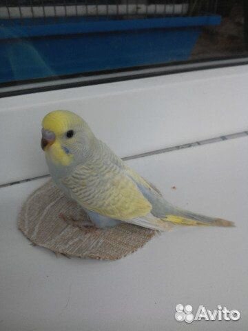 Волнистый попугай,получешка и радужный