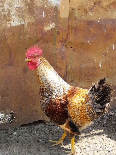 Петух породы 