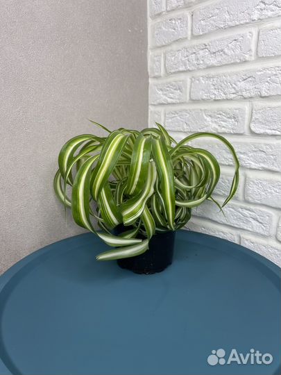 Хлорофитум хохлатый комнатеые цветы