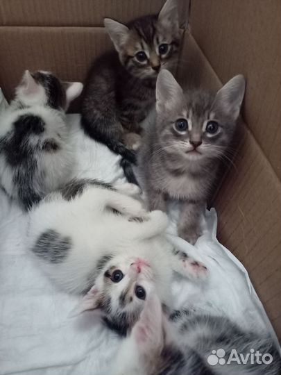 Котята в дар
