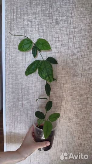 Панданус Клеродендрум Бегония растение домашнее