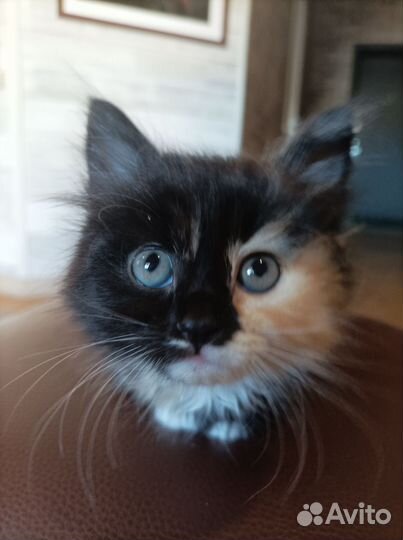 Котёнок от вислоухой кошки