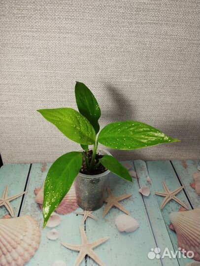 Спатифиллум лемон глоу