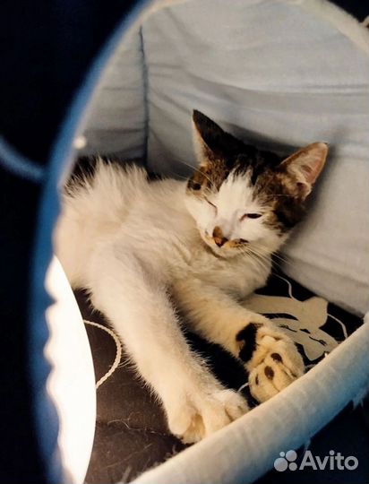 Коты ищут новую семью